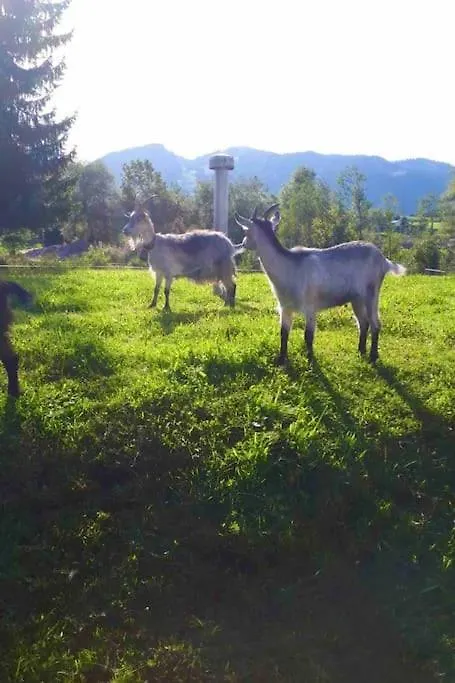 Apartment Ferienwohnung Ostrach Im Allgaeu Mit Bergblick Und Garten Sonthofen